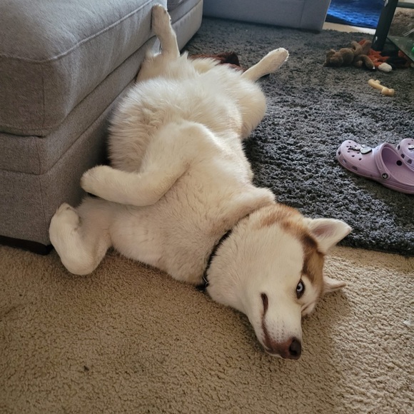 Meet your Poshers, Rob and Aly! - Picture 4 of 7